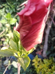 Magnoliopsida