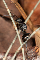 Polyrhachis tubifera