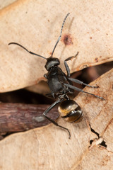 Polyrhachis tubifera