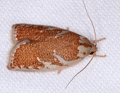 Euchaetis rhizobola