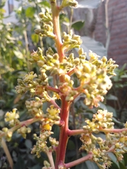 Magnoliopsida