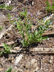 Hackelia velutina
