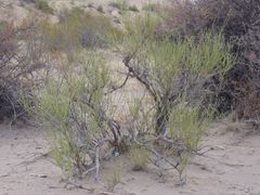 Ephedra boelckei