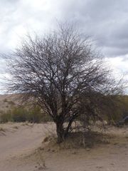 Prosopis flexuosa
