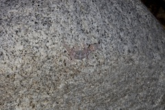 Phyllodactylus unctus