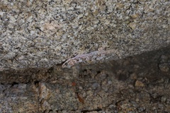 Phyllodactylus unctus