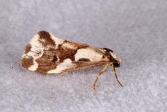 Philenora chionastis