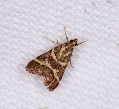 Scoparia spelaea