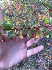 Berberis fendleri