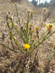 Centaurea solstitialis