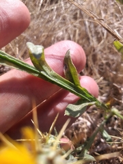 Centaurea solstitialis