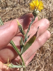 Centaurea solstitialis