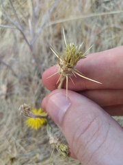 Centaurea solstitialis