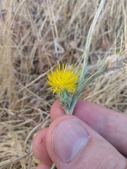 Centaurea solstitialis