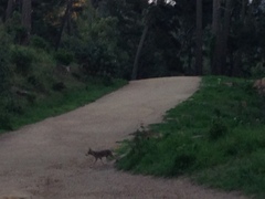 Canis latrans ochropus