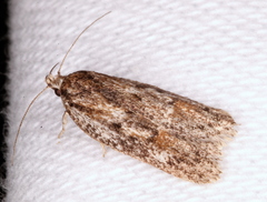 Acantholena siccella