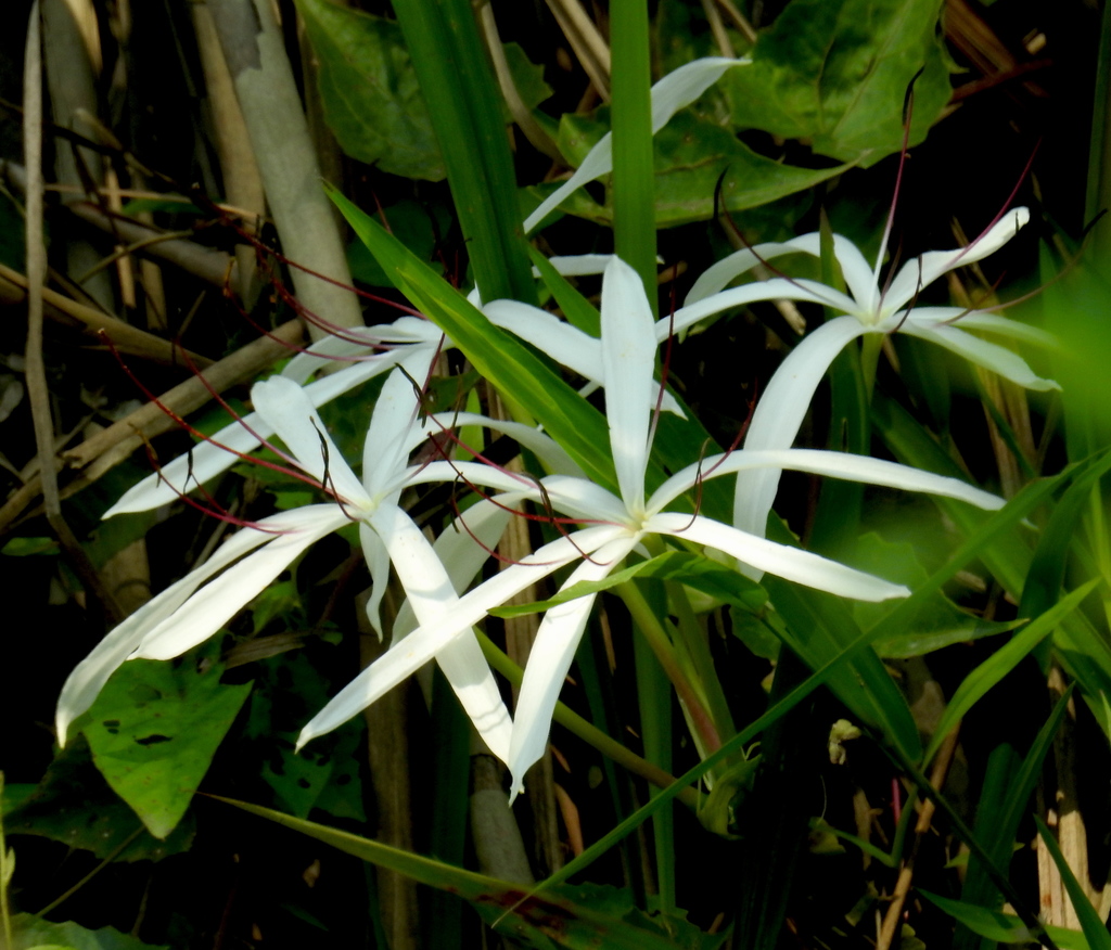 Crinum amoenum; photograph (c) desertnaturalist, some rights reserved (CC BY)