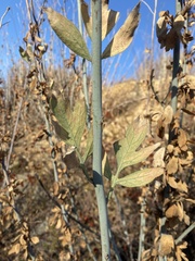 Romneya coulteri