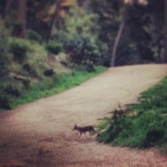 Canis latrans ochropus