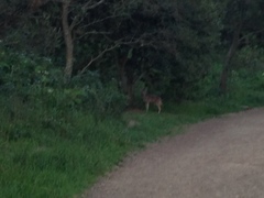 Canis latrans ochropus