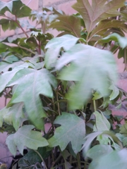 Magnoliopsida
