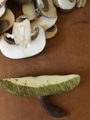 Xerocomellus zelleri