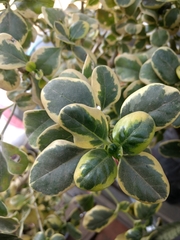 Magnoliopsida