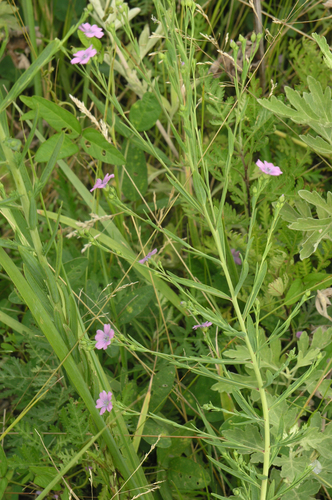 Linum stelleroides (Linum stelleroides)