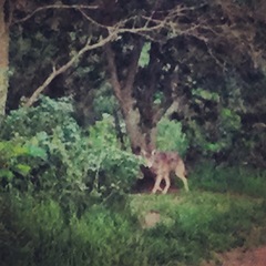 Canis latrans ochropus