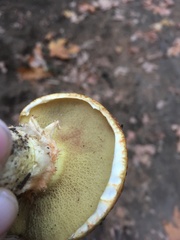 Xerocomellus zelleri