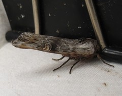 Lithomoia germana