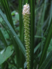 Carex phleoides