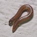 Blunt-tailed Snake Millipede - Photo (c) Joe Girgente, some rights reserved (CC BY-NC)