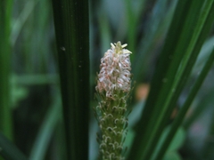 Carex phleoides