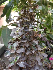 Magnoliopsida