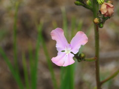 Stylidium affine