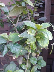 Magnoliopsida