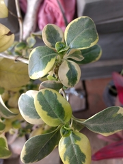 Magnoliopsida