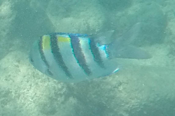 Indo-Pacific sergeant