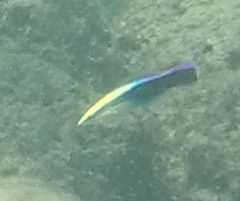 Labroides phthirophagus