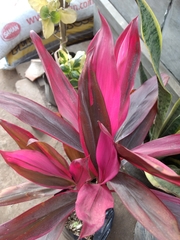 Liliopsida
