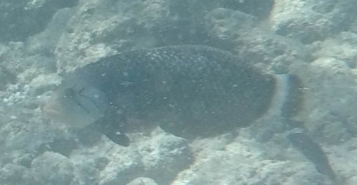 Novaculichthys taeniourus