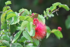 Calliandra tergemina emarginata