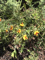 Pultenaea reticulata