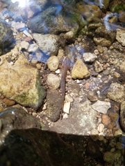 Eurycea tonkawae