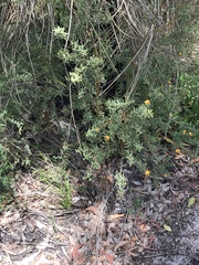 Pultenaea reticulata