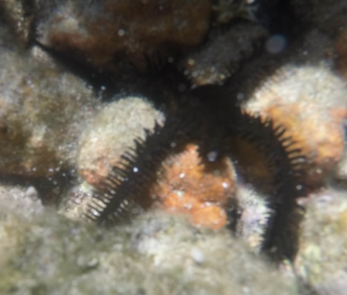 Ophiocomidae