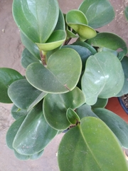 Magnoliopsida