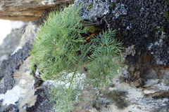 Anisotome cauticola