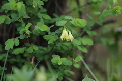 Lonicera hispida